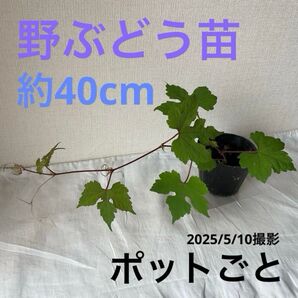 野ぶどう 大苗 約40cm(ポットごと発送)