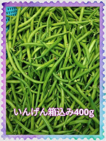 農家直送鹿児島産いんげん豆箱込み400g