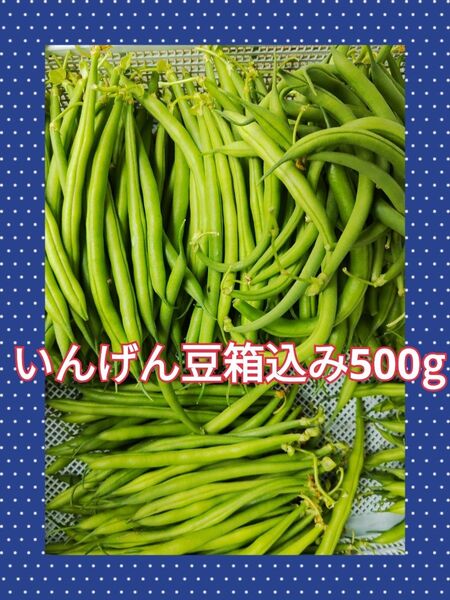 いんげん豆箱込み500g訳あり野菜●農家直送