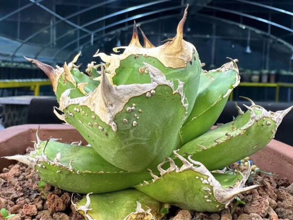 【最高級株】レア株!疣豚 TC株 アガベ チタノタ 多肉植物