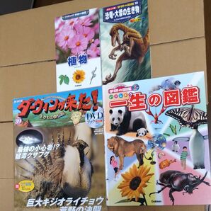 4冊DVDダーウィンが来た!一生の図鑑 恐竜 大昔の生き物 植物 ポケット 動物 古生物 鳥 カブトムシ 昆虫 魚
