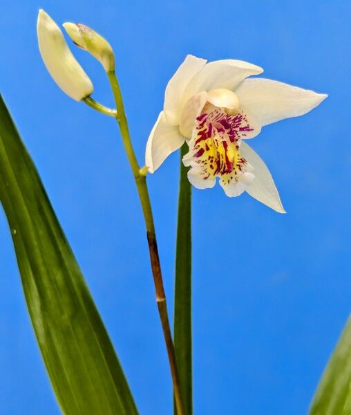 黄花シラン 小白及 開花株 山野草