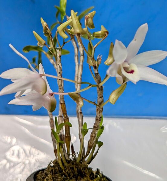 セッコク 長生蘭 石斛 紅一点花 株立 多数開花株 蘭 山野草