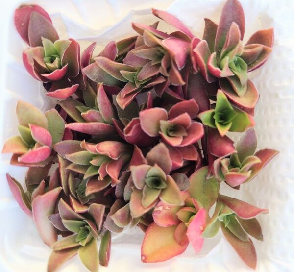 多肉植物 紅葉まつり 小苗 カット苗 20カット以上