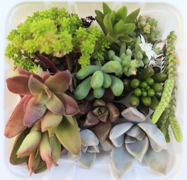 多肉植物 カット苗 セット 9種類