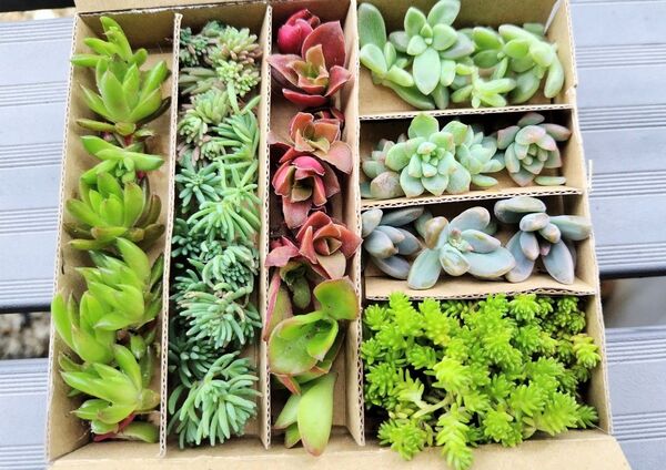 多肉植物 カット苗 セダム 7種類 プロリフィカ 爪蓮華