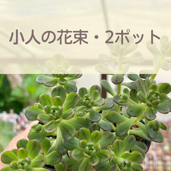 アエオニウム/小人の花束2ポット(多肉植物・郵便受けにお届けです)