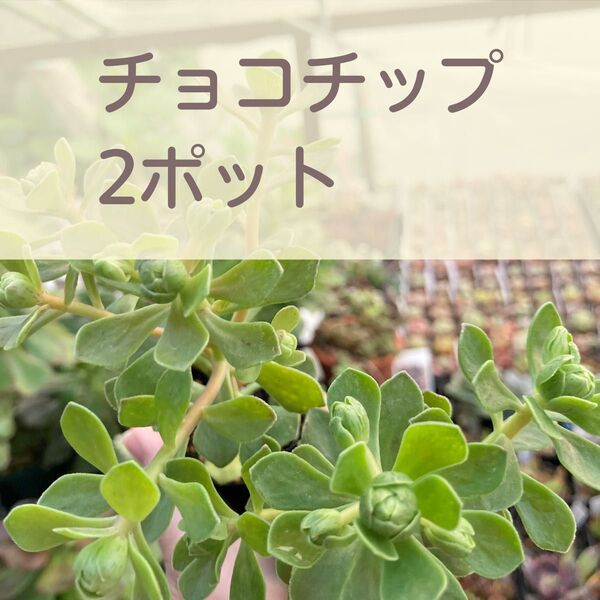 チョコチップ/2ポット(郵便受けにお届けです)多肉植物・アエオニウム