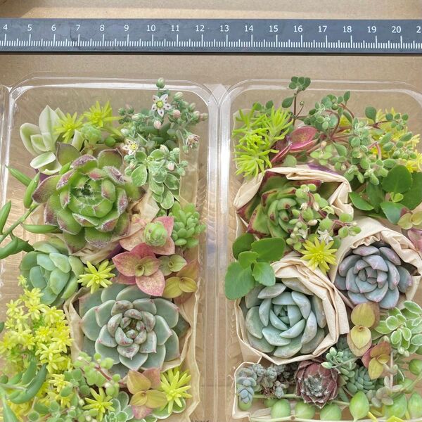 『2パック目・半額(^^)』寄せ植えセット・カット苗/2パック 多肉植物カット苗
