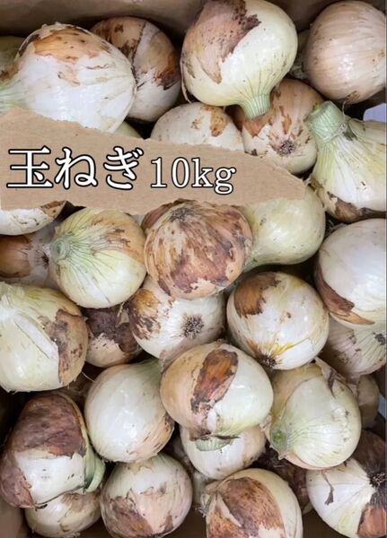 新玉ねぎ 10kg