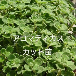 アロマティカス カット苗 4苗
