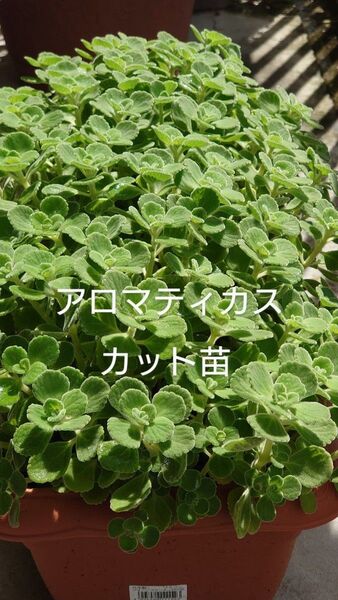 アロマティカス カット苗 4苗