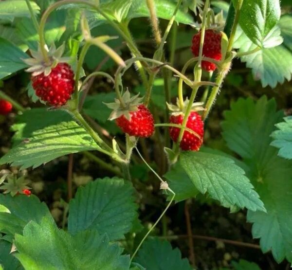 ワイルドストロベリー苗 四季なりいちご 4苗