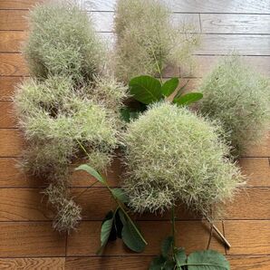 スモークツリー ドライフラワー5本セット♪