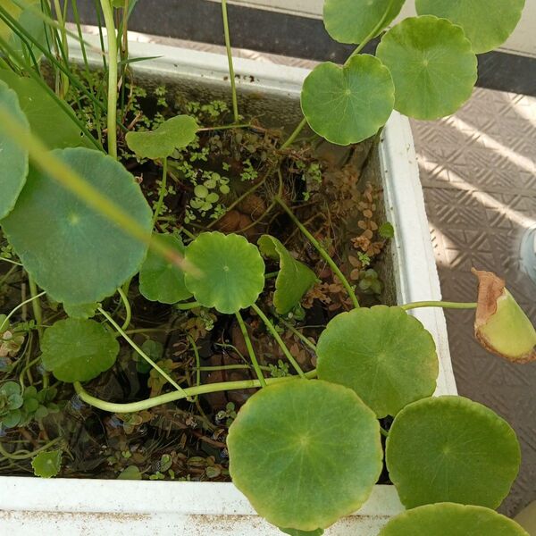 マツモ2本ウォーター パコパ2ウォーターマッシュルーム2 水生植物 浮草