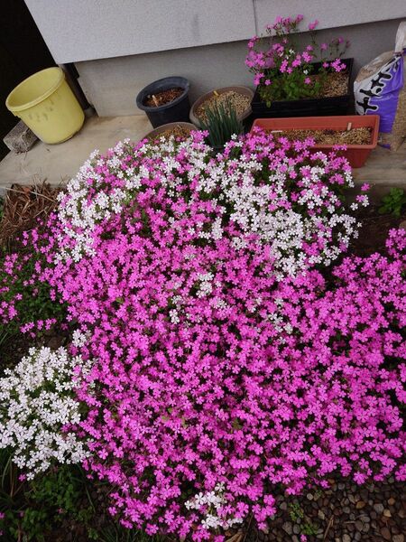 花の種 7種類