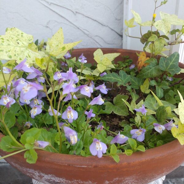 お得》希少 山野草サギゴケ.ムラサキ 花付き ランナーいっぱい 抜き苗 特大苗 3苗 グランドカバー