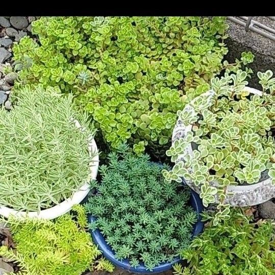 《お得》多肉植物 7種類セット カット 根付き苗 ネコポスサイズギリギリ 詰め合わせ