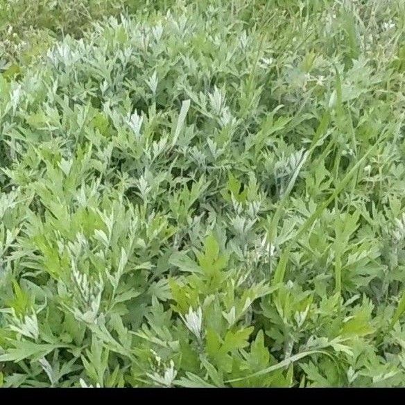 無農薬野菜 採り立て小苗 よもぎ苗 30本 ネコボスサイズいっぱい