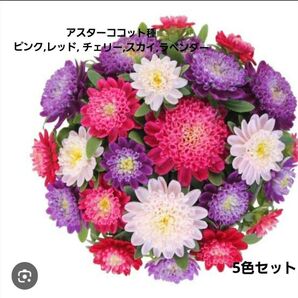 花の種 アスターココット エゾギク 未開封 5色セット 各20粒入り 切り花 花壇