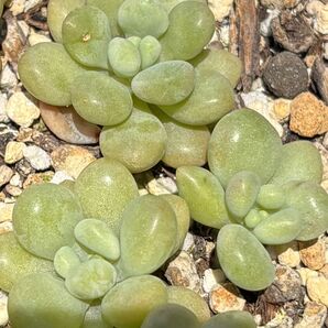 多肉植物 ロココ 3個(3頭)抜き苗(微根)