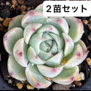 ピンククリスタル 2苗 多肉植物 エケベリア 韓国苗 カット苗