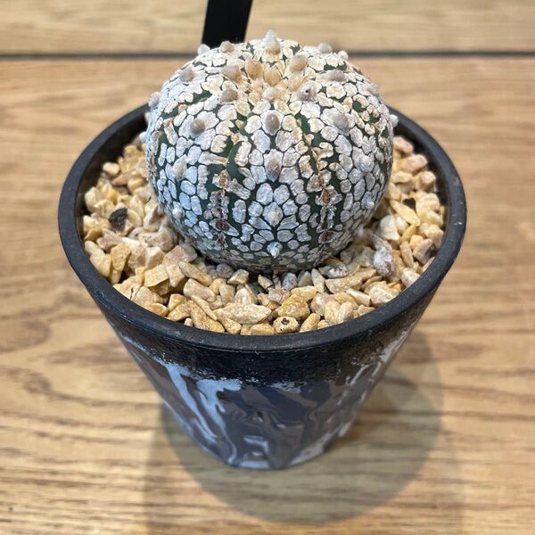 アストロフィツム アステリアス スーパー兜 サボテン Astrophytum asterias Kabuto’