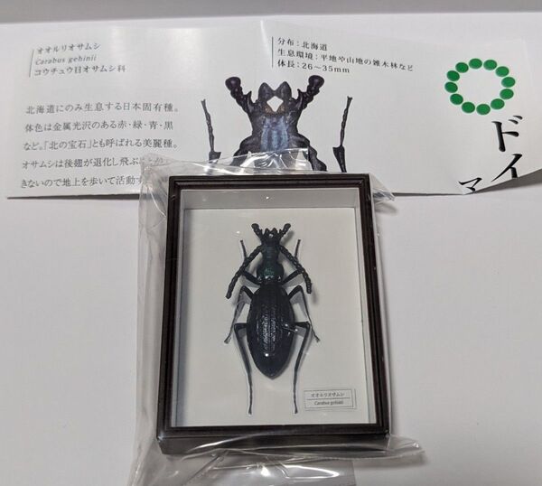 STC ドイツ箱マグネットコレクション4 オオルリオサムシ