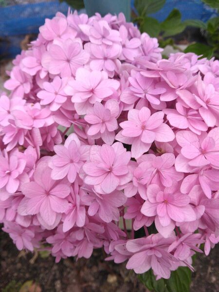 あじさい小花根付苗