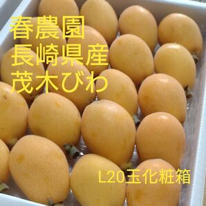 長崎県産茂木びわ①
