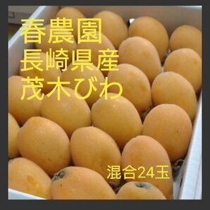 長崎県産茂木びわ③
