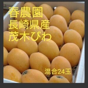 長崎県産茂木びわ
