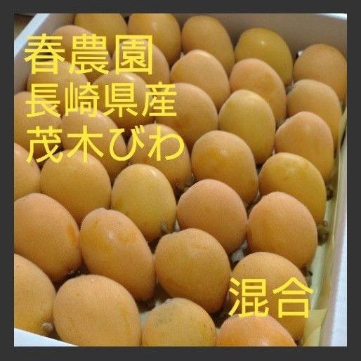 長崎県産茂木びわ1.5k箱35玉