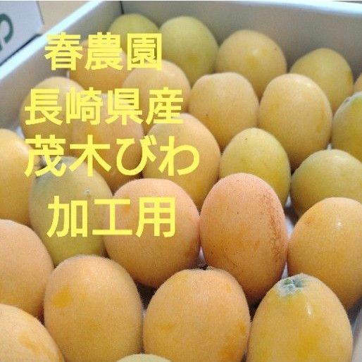 長崎県産茂木びわ1.5k箱加工用