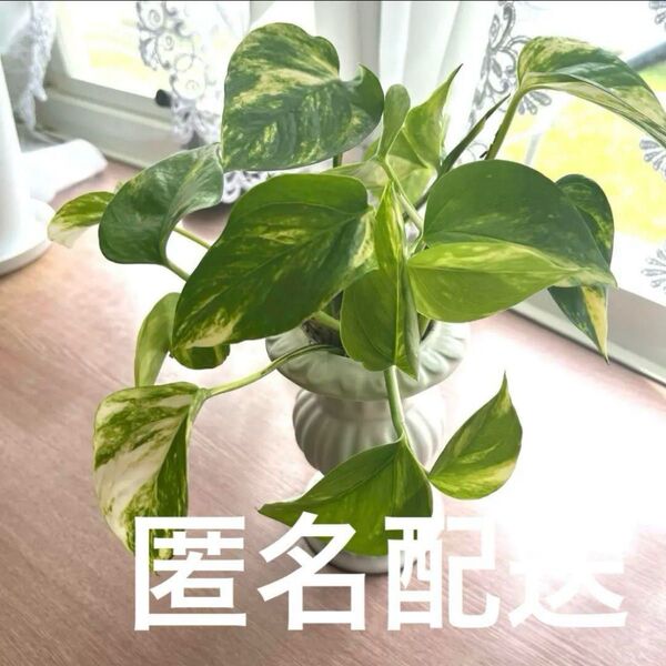 元気ポトス 中型 緑と黄色と白の斑点ボリューム8本