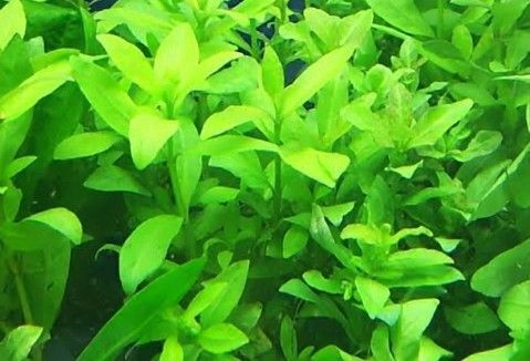 ハイグロフィラ・ポリスペルマ 水中葉 水草 10本