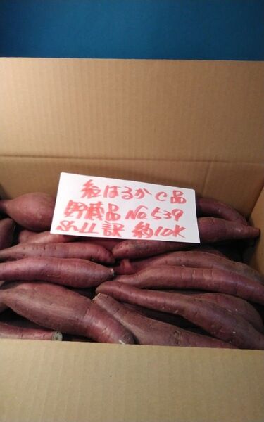 超お得!! 訳あり☆限定品☆ねっとり甘い貯蔵品紅はるかC品約10Kg です。 さつまいも 千葉県産 サツマイモ べにはるか