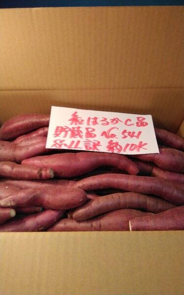 超お得!! 訳あり☆限定品☆ねっとり甘い貯蔵品紅はるかC品約10Kg です。 千葉県産 サツマイモ べにはるか