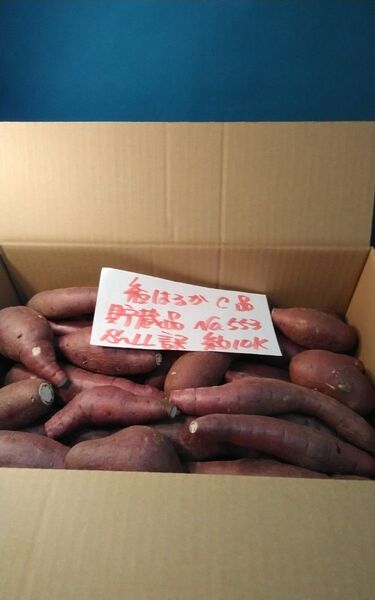 超お得!! 訳あり☆限定品☆ねっとり甘い貯蔵品紅はるかC品約10Kg です。 べにはるか さつまいも 千葉県産