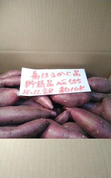 超お得!! 訳あり☆限定品☆ねっとり甘い貯蔵品紅はるかC品約10Kg です。 さつまいも 千葉県産 べにはるか