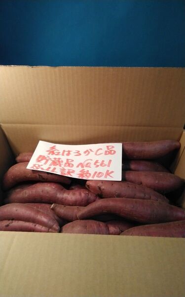 超お得!! 訳あり☆限定品☆ねっとり甘い貯蔵品紅はるかC品約10Kg です。 サツマイモ 千葉県産 べにはるか
