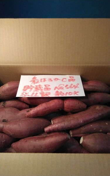 超お得!! 訳あり☆限定品☆ねっとり甘い貯蔵品紅はるかC品約10Kg です。 さつまいも 千葉県産 べにはるか