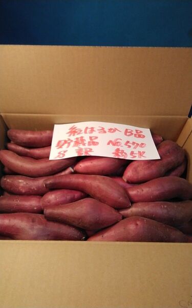 超お得!! 訳あり☆限定品☆ねっとり甘い貯蔵品紅はるかB品約5Kgです。 サツマイモ 千葉県産 約5Kg