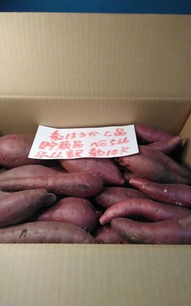 超お得!! 訳あり☆限定品☆ねっとり甘い貯蔵品紅はるかC品約10Kg です。 千葉県産 サツマイモ べにはるか