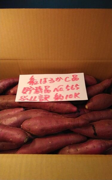 超お得!! 訳あり☆限定品☆ねっとり甘い貯蔵品紅はるかC品約10Kg です。 サツマイモ 千葉県産 べにはるか