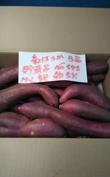 超お得!! 訳あり☆限定品☆ねっとり甘い貯蔵品紅はるかB品約5Kgです。 さつまいも 千葉県産 べにはるか