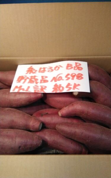 超お得!! 訳あり☆限定品☆ねっとり甘い貯蔵品紅はるかB品約5Kgです。 千葉県産 べにはるか サツマイモ