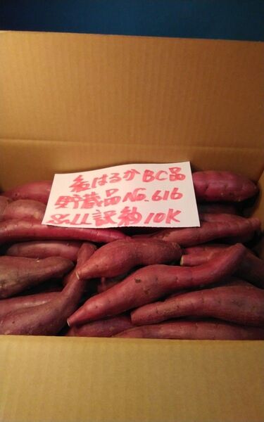超お得!! 訳あり☆限定品☆ねっとり甘い貯蔵品紅はるかBC品約10Kgです。 サツマイモ 千葉県産 べにはるか