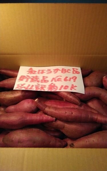 超お得!! 訳あり☆限定品☆ねっとり甘い貯蔵品紅はるかBC品約10Kgです。 サツマイモ 千葉県産 べにはるか