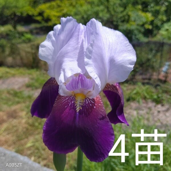 ジャーマンアイリス葉付き球根 小苗4苗